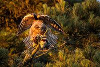 Great-Horned Owls