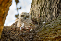 Great Horned Owlet