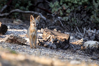 Gray Fox Kit