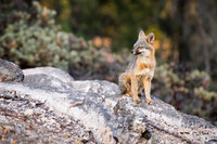 Gray Fox