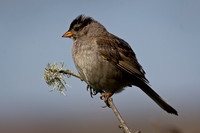 White-crowned Sparrow