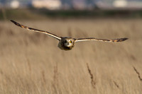 Short-Eared Owls