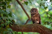 Spotted Owl