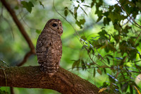Spotted Owl parent weathers the heat