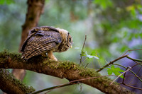 Spotted Owlet examines its territory