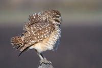 Burrowing Owl