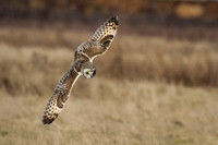 Short-Eared Owl