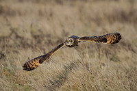 Short-Eared Owl