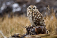 Short-Eared Owl