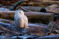 Snowy Owls