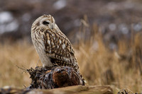Short-Eared Owl
