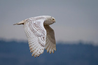 Snowy Owl