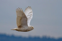 Snowy Owl