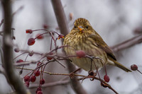 House Finch