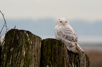 Snowy Owl