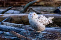 Snowy Owl