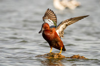 Cinnamon Teal (Male)
