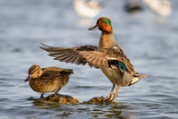 Green-Winged Teals