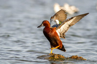 Cinnamon Teal (Male)