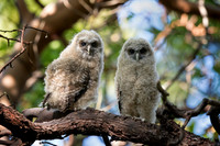 Spotted Owl Juveniles, recently fledged