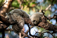Spotted Owl Juveniles napping