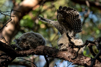 Spotted Owl Juveniles, recently fledged
