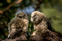 Spotted Owl Juveniles, recently fledged