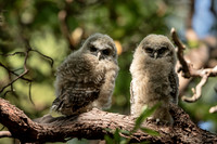 Spotted Owl Juveniles