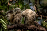 Spotted Owl Juveniles, recently fledged