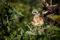 Redtail Hawk baby waits for food