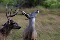 Bucks