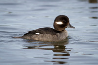 Bufflehead (Female)