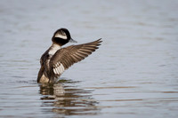 Bufflehead Juvenile (Male)
