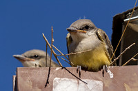 Tropical Kingbird Baby