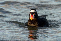 Scoters