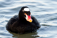 Surf Scoter (Male)