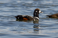 Harlequin Duck (Male)