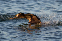 Surf Scoter (Male)
