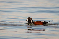 Harlequin Duck (Male)