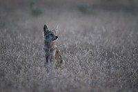 Coyote Pup in the moonlight