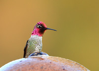 Anna's Hummingbird (Male)