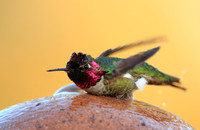 Anna's Hummingbird (Male)