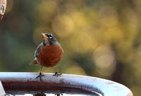 American Robin (Male)