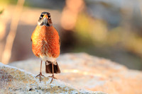 American Robin (Male)