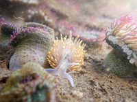 Hermissenda Crassicornis