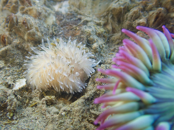 Shag Rug Nudibranch
