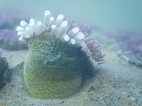Anthopleura elegantissima with acrorrhagi
