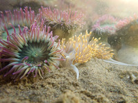 Hermissenda crassicornis