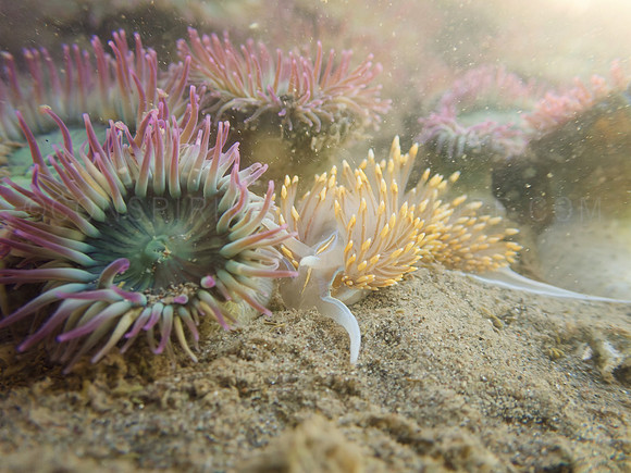 Hermissenda crassicornis