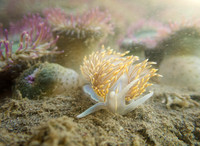 Hermissenda Crassicornis